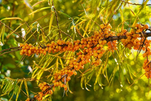 Yellow sea buckthorn berries on a branch on a tree in the garden outdoors