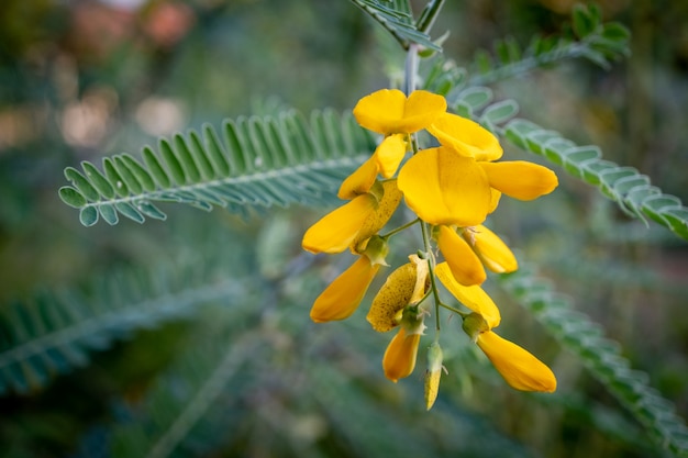 Yellow Sesbania bloom flower can be used to make food and desserts