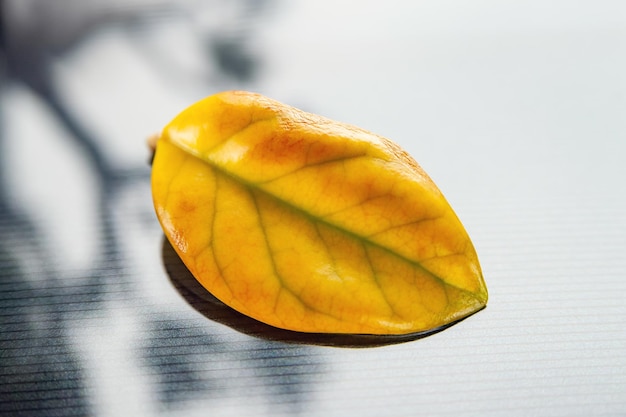 Yellow sheet on a dark glare background Lonely withering leaf Selective soft focus