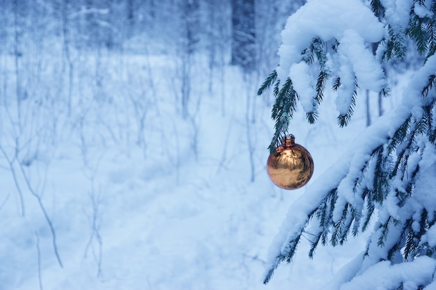 Yellow, shiny, glossy and golden Christmas ball in real frozen spruce tree in the forest..