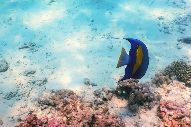 Yellow side damselfish (amblyglyphidodon flavilatus) underwater background, Marine life