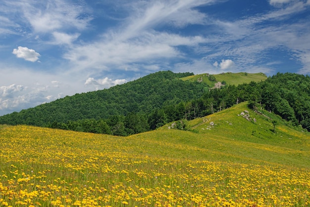 The yellow slopes of the Carpathian mountains the mountains of flowers on the Vododilny ridge