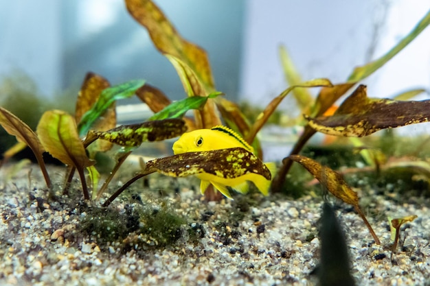 Yellow small fish hiding on aquatic plant