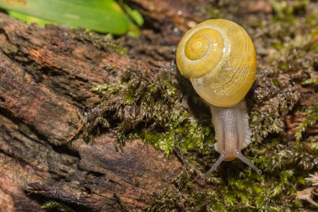 Yellow snail crawling on a old tree trunk with moss right