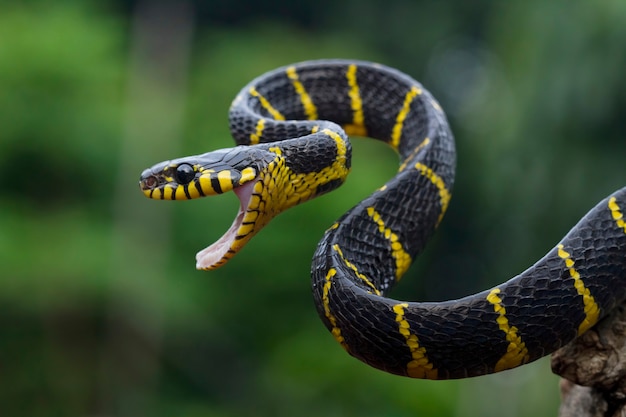 Yellow snake ringed on wood