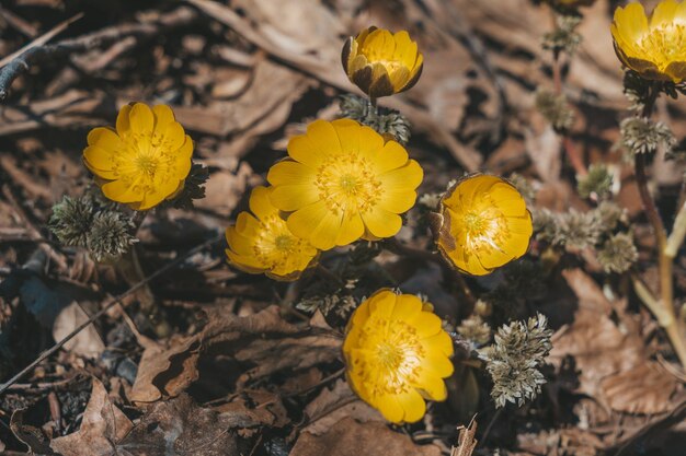 Yellow snowdrops among dried leaves in the forest