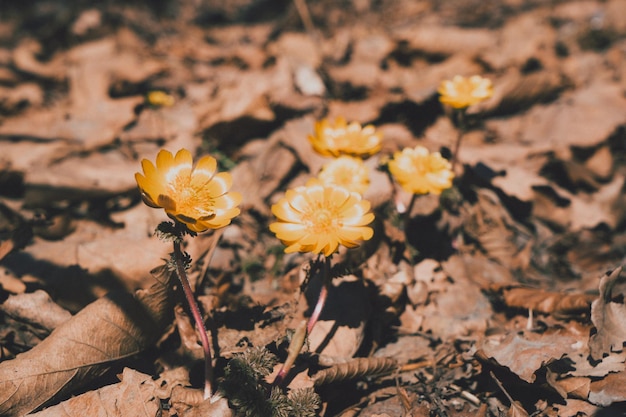 Yellow snowdrops among dried leaves in the forest