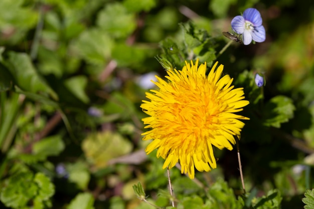 Yellow sowthistle flower in a green grass meadow yellow dandelion on green background perfect for background spring and summer background