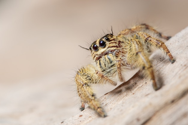 Yellow spider macros