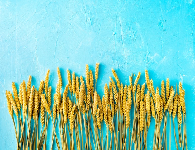 Yellow spikes of wheat