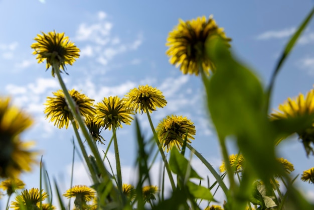 yellow spring dandelions blooming in the field spring dandelion flowers closeup during flowering