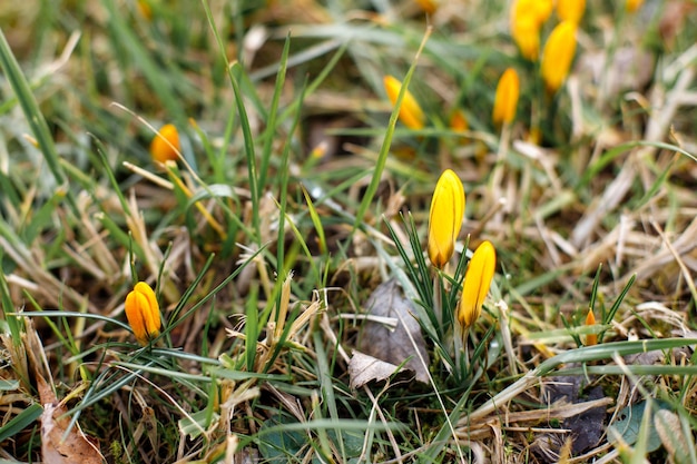 Yellow spring flowers after winter closeup