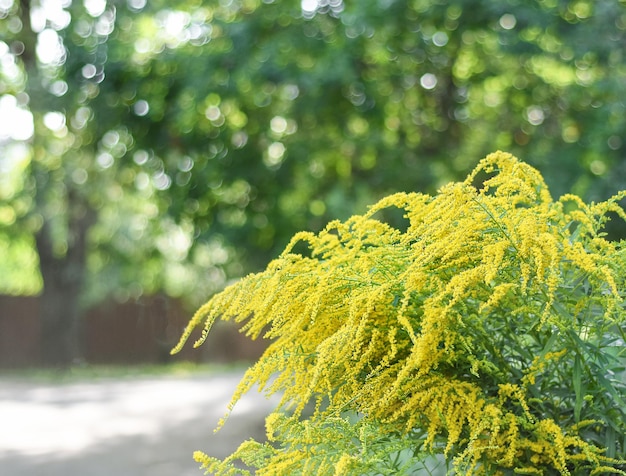 Yellow spring flowers Spring background Clear day flower decoration Outside