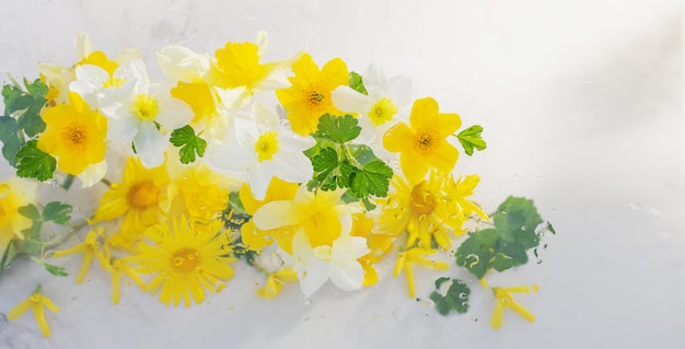 Yellow spring flowers with raindrops on white marble background