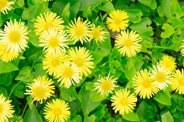 Yellow spring flowers on a yellow background Flowers in the form of a background spring background