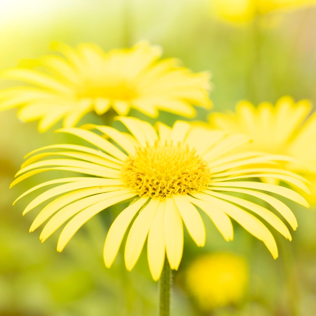 Yellow spring flowers on a yellow background Flowers in the form of a background spring background