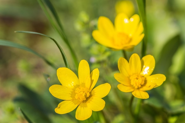 Yellow spring flowers