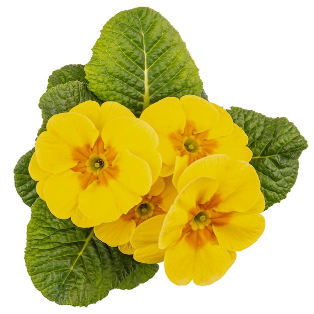 Yellow spring primroses flower