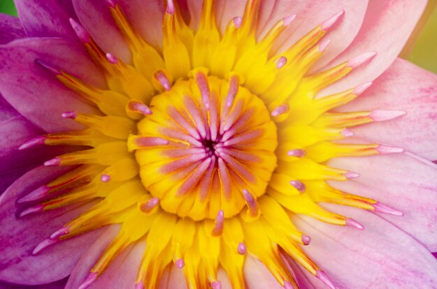 Yellow stamen lotus and lotus leaf with beautiful blooming pink