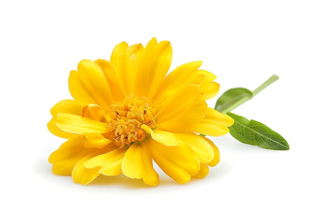 Yellow Stock flower Isolated on White Background Beautiful Stock Flower