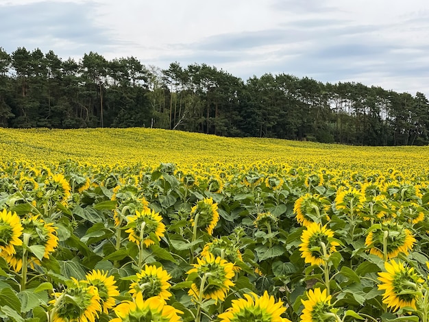 Yellow sunflower in an abundance plantation field in summer