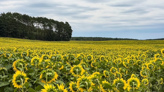 Yellow sunflower in an abundance plantation field in summer