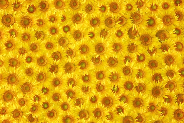 yellow sunflower bloom texture