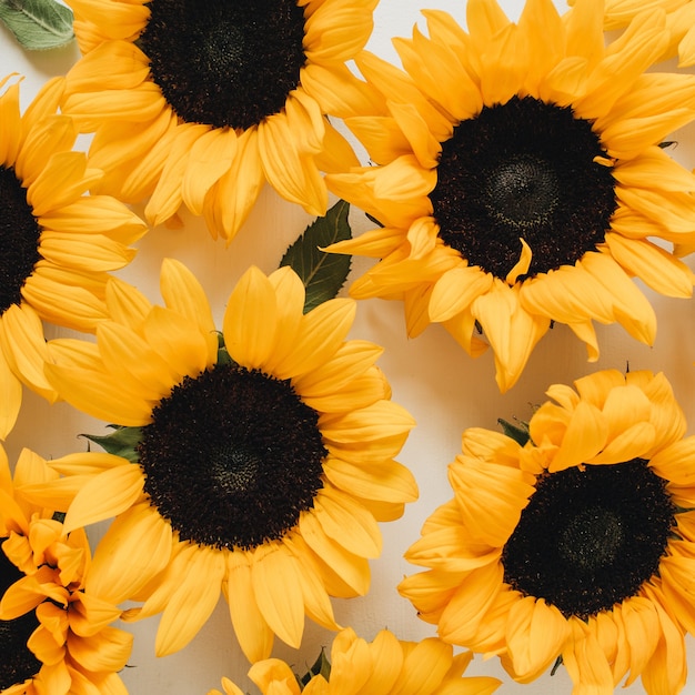 Yellow sunflower buds pattern on white