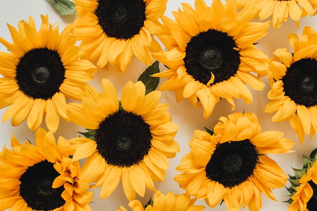 Yellow sunflower buds pattern on white