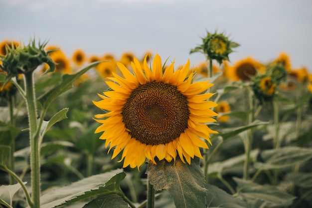 Yellow Sunflower field rural landscape. Harvest time agriculture farming oil production. Healthy oils