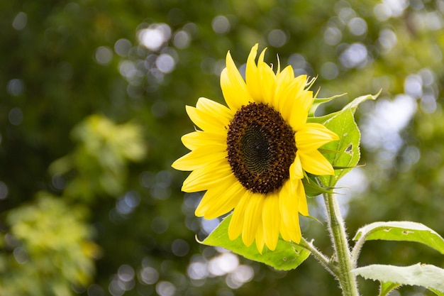 Yellow sunflower flowers on the plant