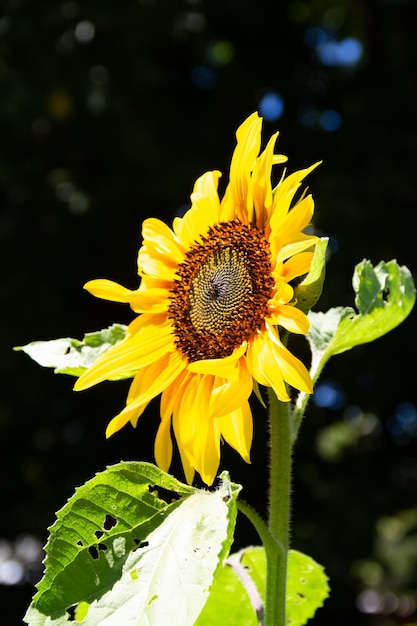 Yellow sunflower flowers on the plant