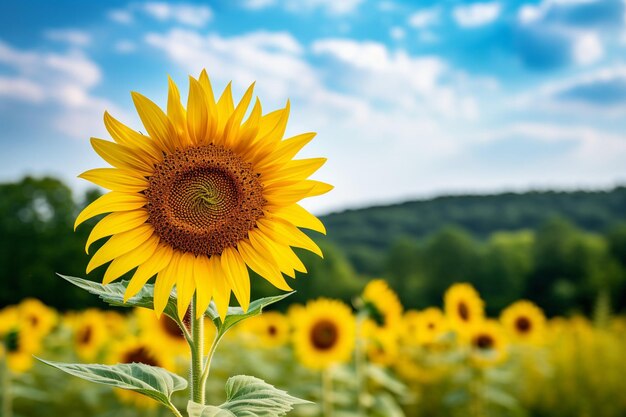 Yellow sunflower shines in vibrant summer meadow