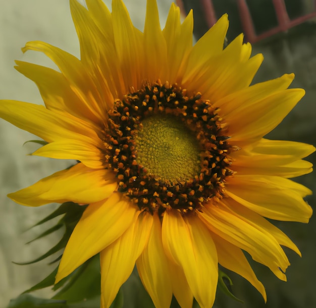 A yellow sunflower with a black center and a black center.