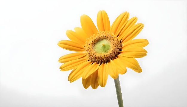 a yellow sunflower with a green stem