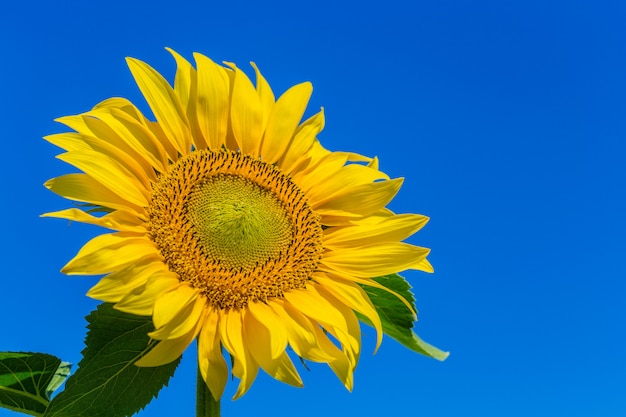 Yellow sunflower