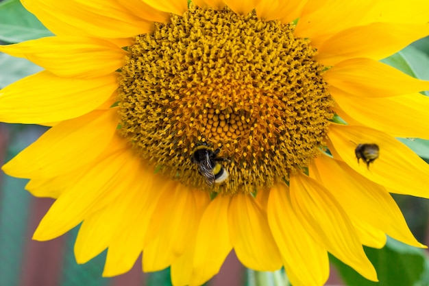 Yellow sunflowers in the agricultural sunflower field. Bumblebee sitting on a yellow sunflower