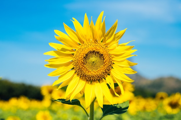 The yellow sunflowers are blooming with a beautiful blue sky in the morning.