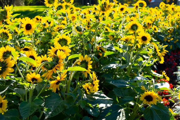 yellow sunflowers in the morning background