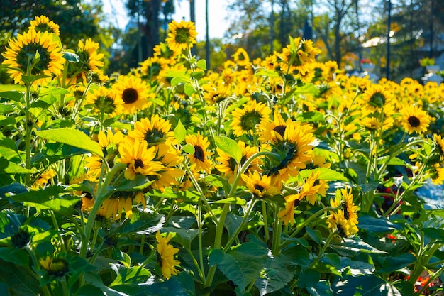 yellow sunflowers in the morning background