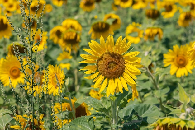 Yellow sunflowers right in their field fast-growing weedy annual plant Chenopodium album