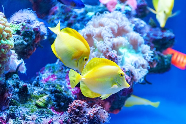 Yellow tang tropical fish ( Zebrasoma flavescens ) .