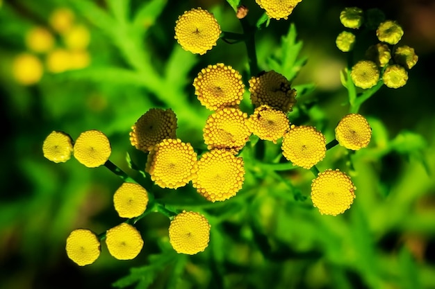 yellow tansy flowers grow in a flower garden cultivation and collection of medical plants concept