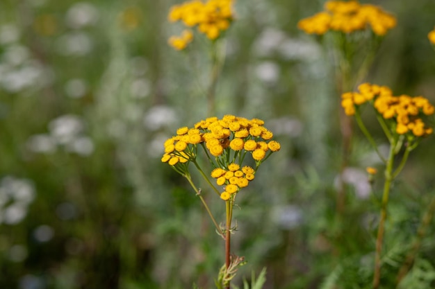 Yellow tansy flowers Tanacetum vulgare, common tansy, bitter button, cow bitter, or golden buttons