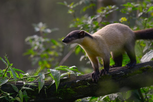 Yellow-throated Marten walking on a tree to find food in the rainforest in northern Thailand