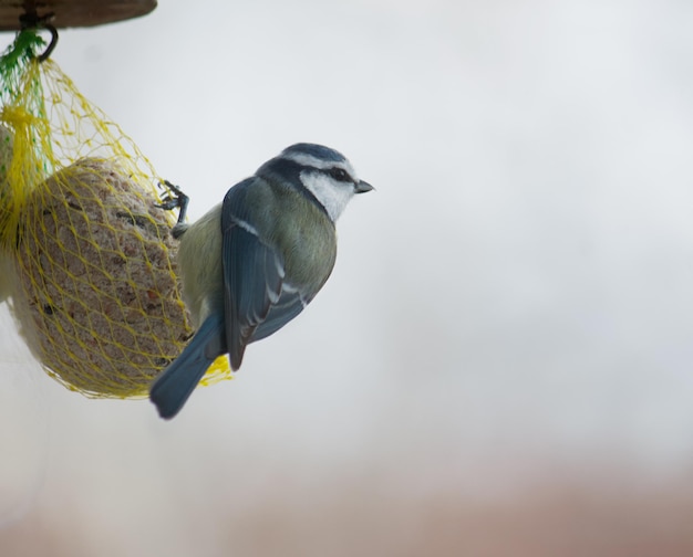 A yellow titmouse eating allow ball fat ball Great tit Wild bird Titmouse on the scoop of seeds