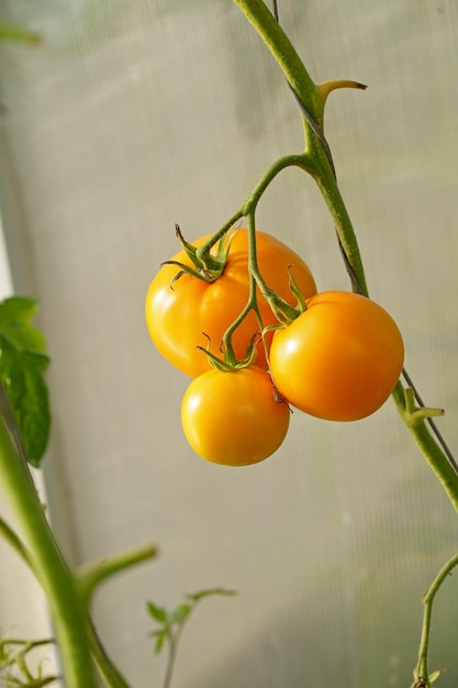 Yellow tomatoes of varying ripeness grow in a polycarbonate greenhouse Growing organic tomatoes