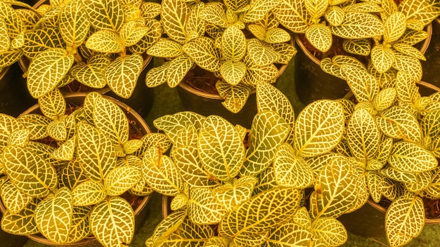 Yellow tone - small plants in garden