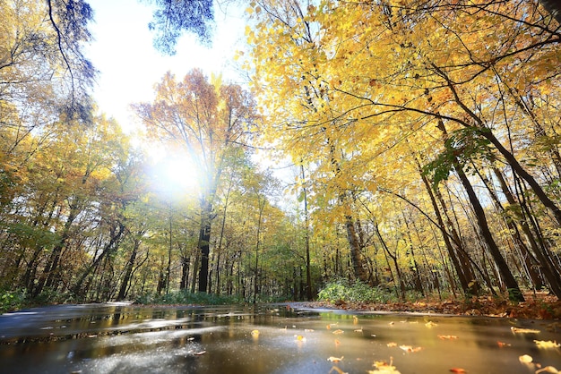 yellow tree crown background top, fall leaves majestic