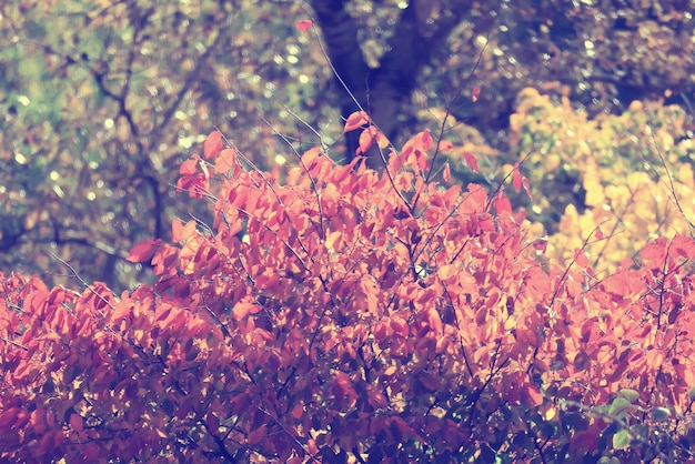 yellow tree crown background top, fall leaves majestic